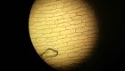 celula_vegetal 03