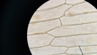 celula_vegetal 04