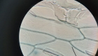 celula_vegetal 07